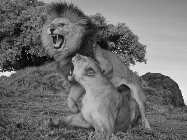 Lion Gangland - Z filmu