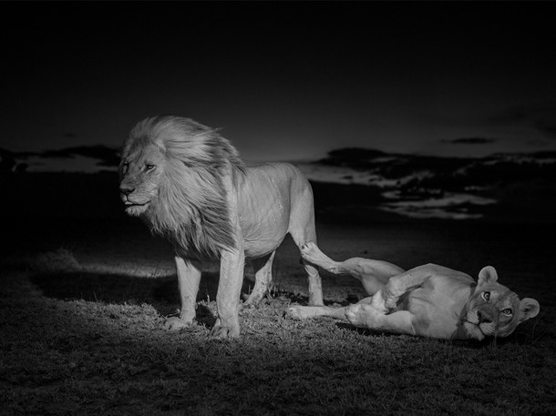 A Serengeti oroszlánjai - Filmfotók