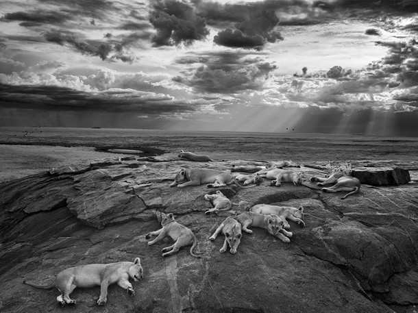 Lion Gangland - Photos