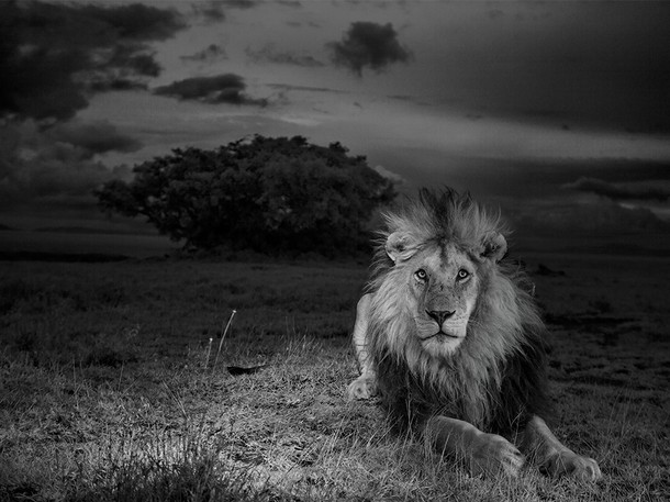 Lion Gangland - Kuvat elokuvasta