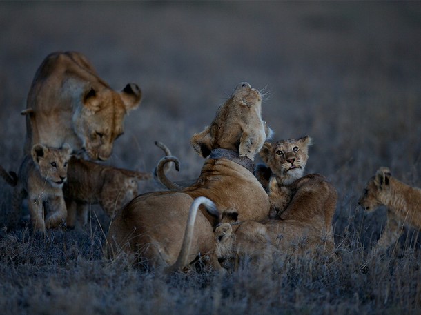 A Serengeti oroszlánjai - Filmfotók