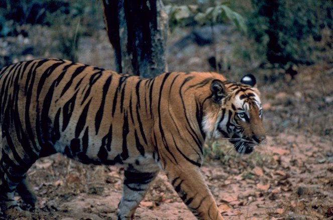 Tiger Wars - De la película