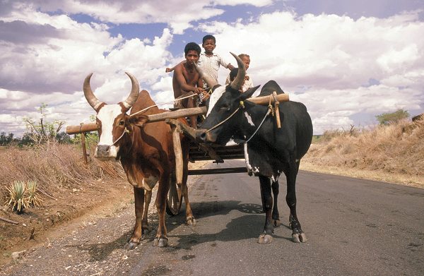 Na cestě - Na cestě po Madagaskaru - Z filmu