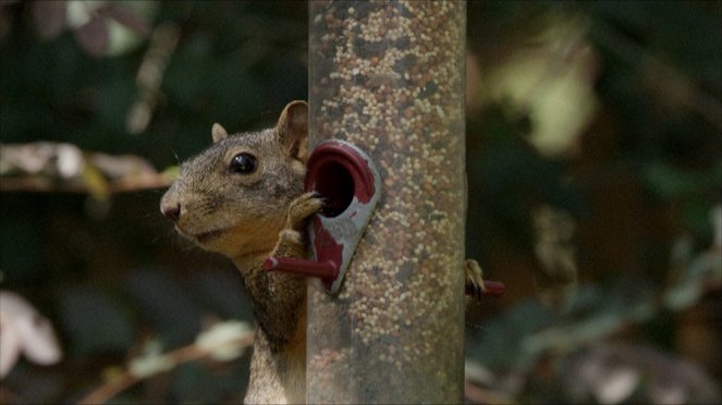 Super Squirrel - Do filme