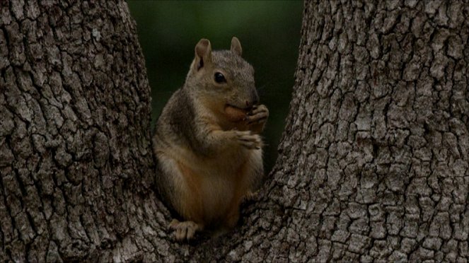 Super Squirrel - Do filme