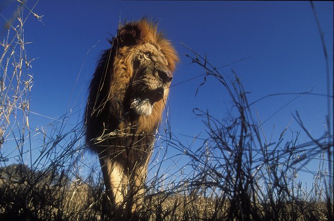 Lions: Spy in the Den - Filmfotos