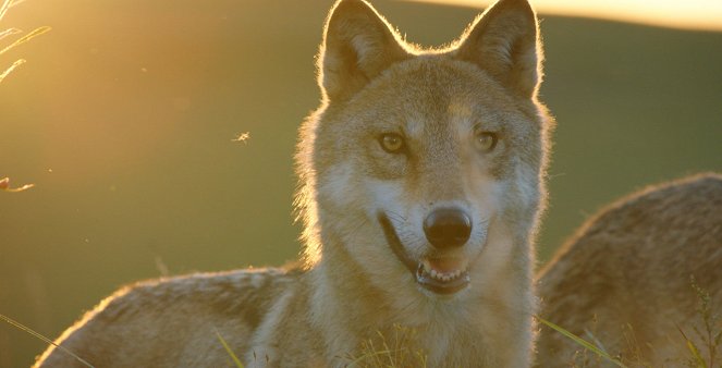 The Last Wolf - Van film