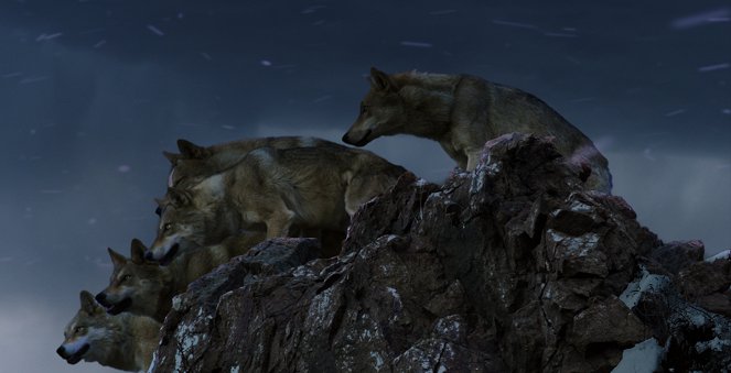Wolf Totem - Photos