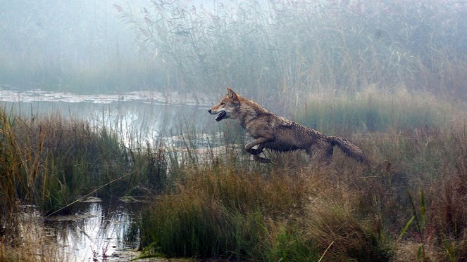 Wolf Totem - Photos