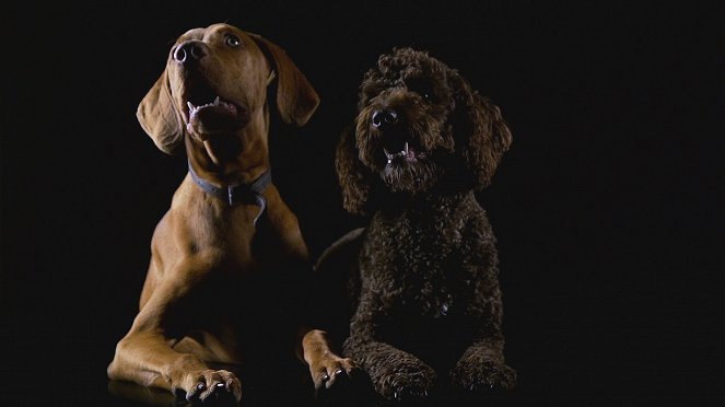 The Secret Life of Pets - Van film