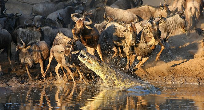Krokodile - Das wahre Leben der Urzeitechsen - Filmfotos