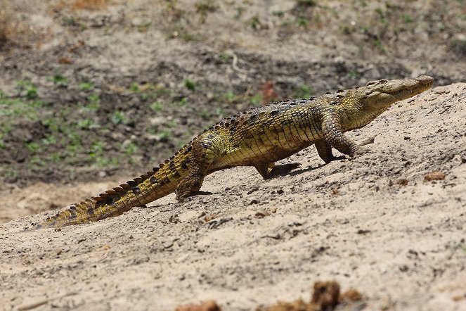 Crocodiles - Caring Killers - Photos