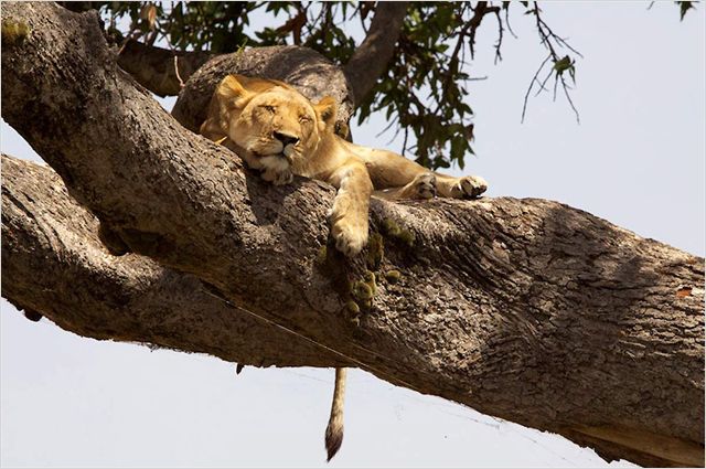 African Cats: Kingdom of Courage - Photos