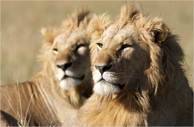 African Cats: Kingdom of Courage - Van film