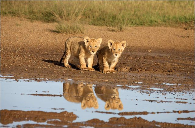 African Cats: Kingdom of Courage - Filmfotók