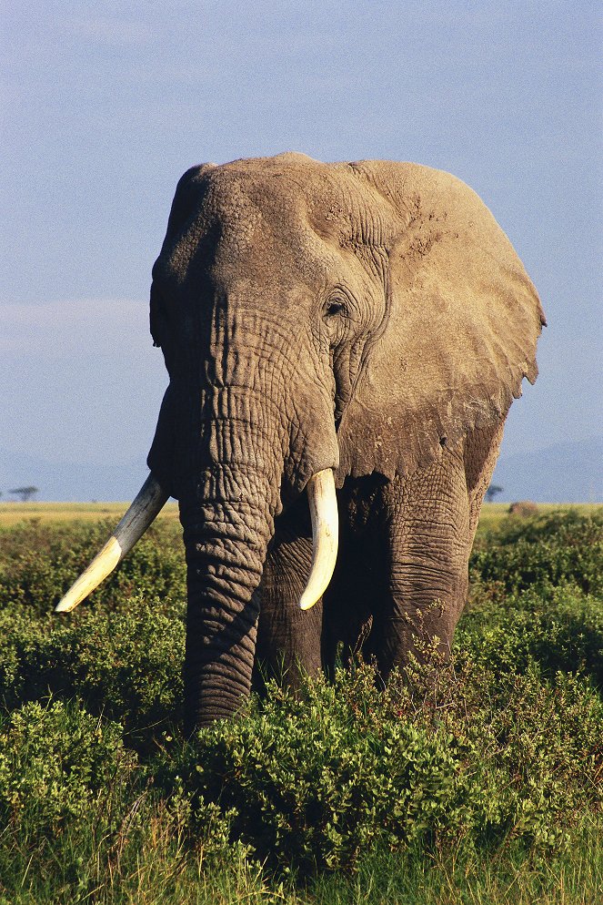 Ivory Wars - Kuvat elokuvasta