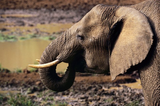 Ivory Wars - Photos