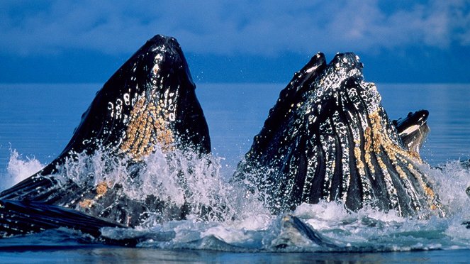 Glacier Bay: Alaska's Wild Coast - De la película