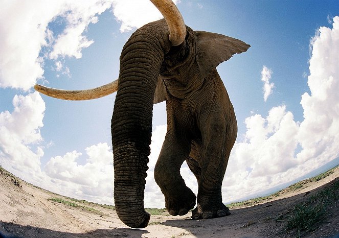 Elefanten - Grüße aus der Herde - Filmfotos