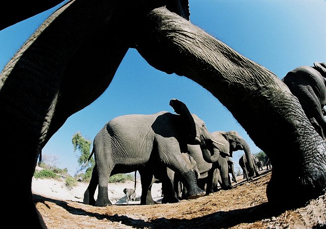 Elephants: Spy in the Herd - Film