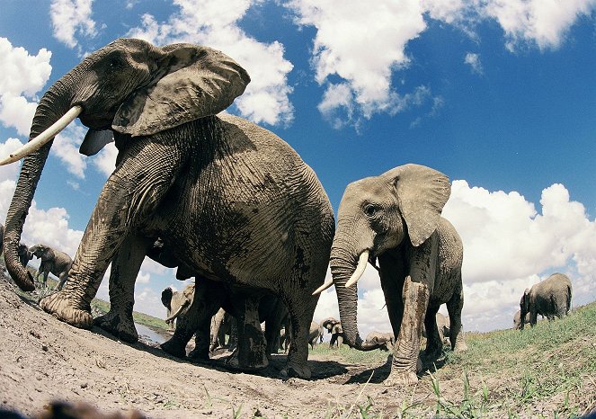 Elephants: Spy in the Herd - Photos