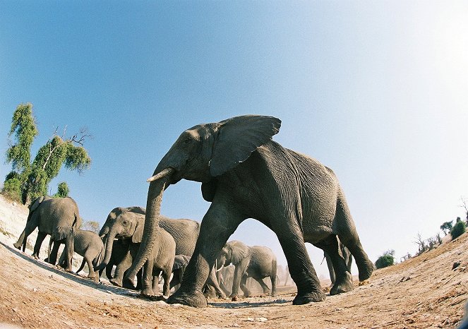 Elephants: Spy in the Herd - Z filmu