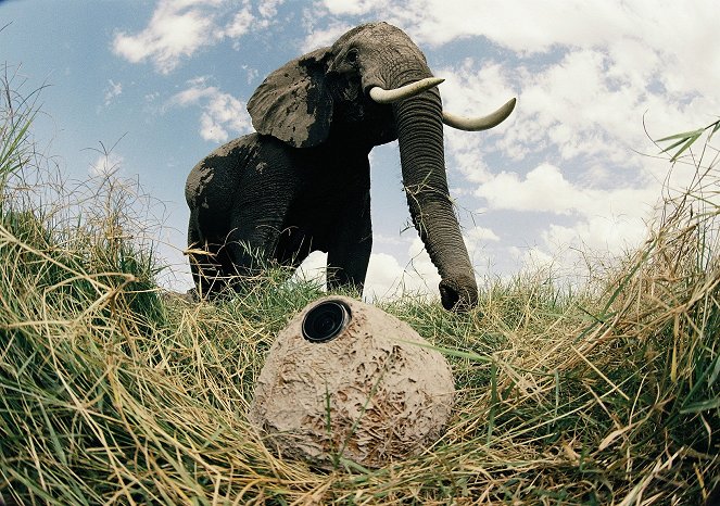 Elephants: Spy in the Herd - Van film