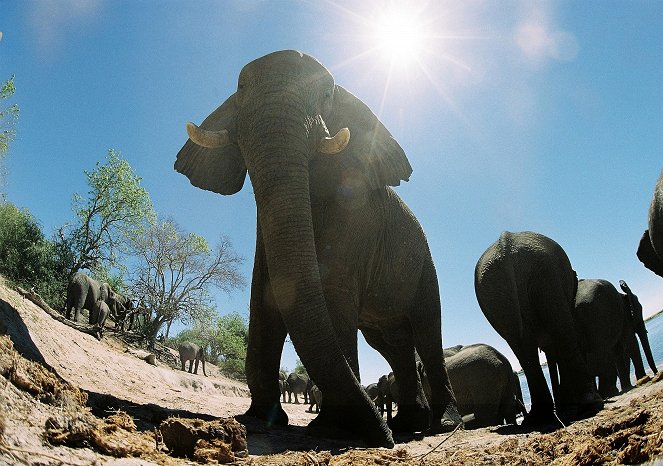 Elephants: Spy in the Herd - Van film