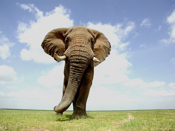 Elephants: Spy in the Herd - Do filme