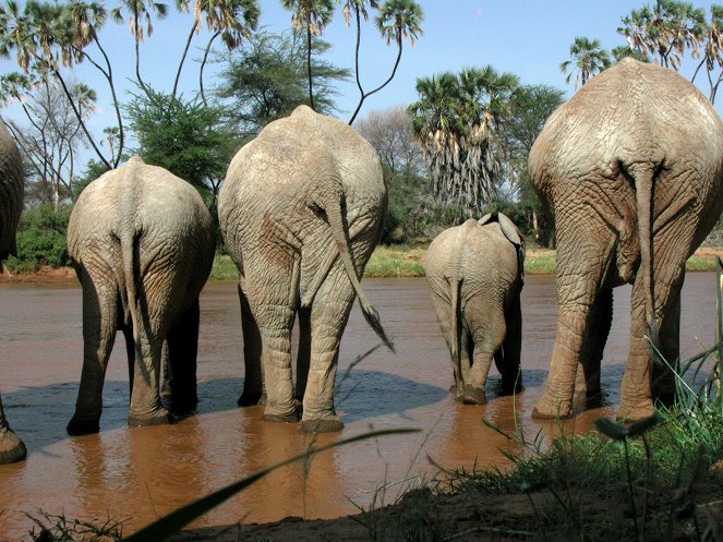 Elephants: Spy in the Herd - Do filme
