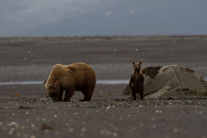 Great Bear Stakeout - Photos