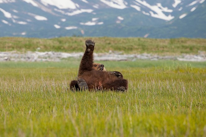 Medvědi grizzly na Aljašce - Z filmu