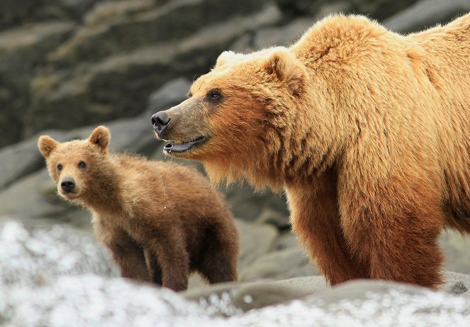 Great Bear Stakeout - Filmfotók