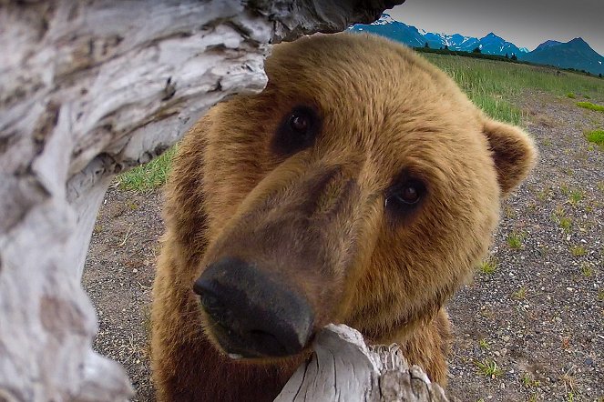 Great Bear Stakeout - Z filmu