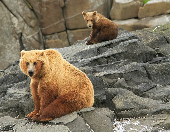 Medvědi grizzly na Aljašce - Z filmu