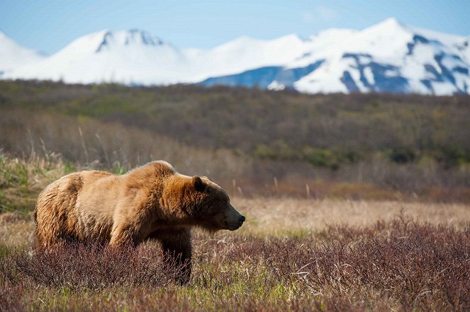 Great Bear Stakeout - Kuvat elokuvasta