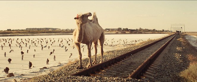 Taivainen kameli - Kuvat elokuvasta