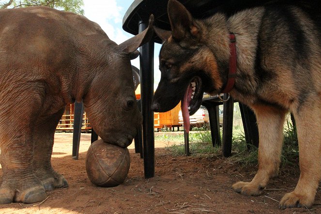 The Rhino Orphanage - De la película