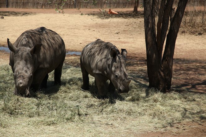 The Rhino Orphanage - Kuvat elokuvasta