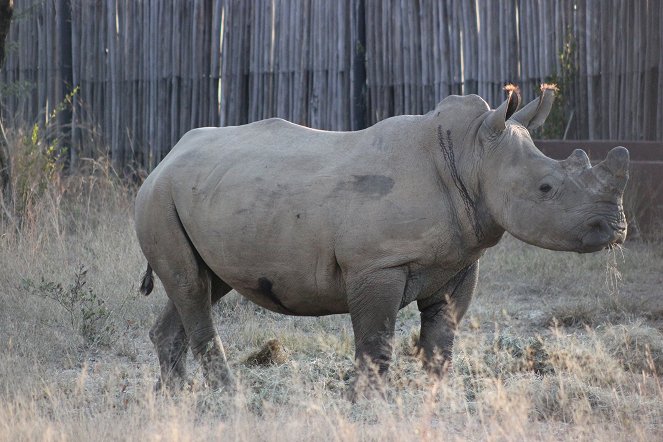 Sirotčinec pro nosorožce - Z filmu