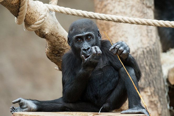 Gorilí povídání - Photos