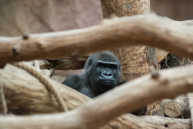 Gorilí povídání - Filmfotók