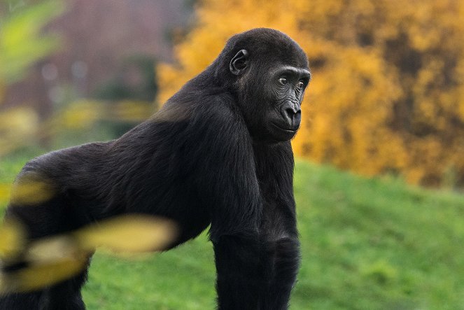 Gorilí povídání - Do filme