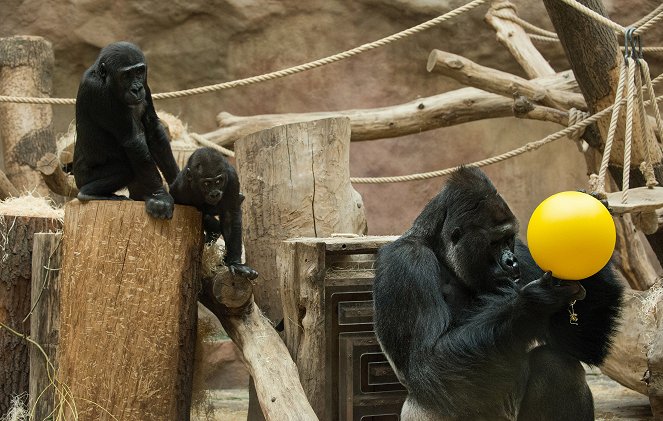 Gorilí povídání - Filmfotók