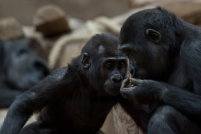 Gorilí povídání - Photos
