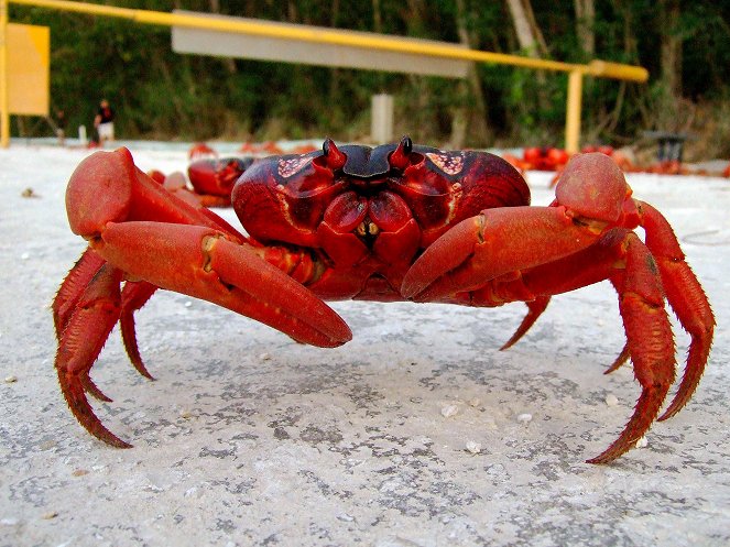 Les Crabes attaquent - Do filme