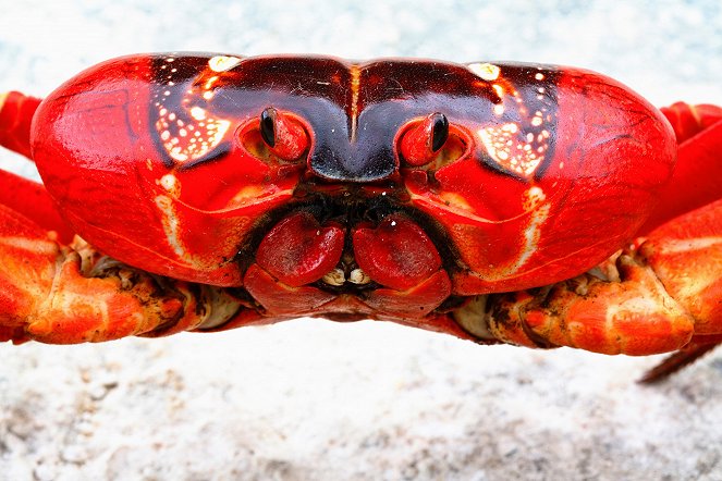 Les Crabes attaquent - Filmfotos