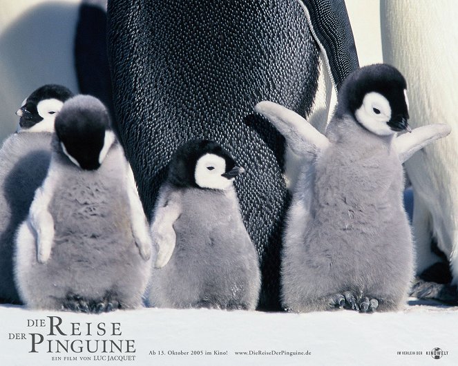 Putování tučňáků - Fotosky