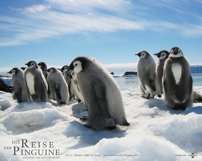Putování tučňáků - Fotosky