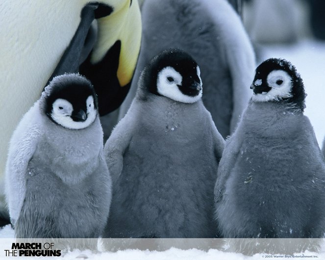 Marsz pingwinów - Lobby karty